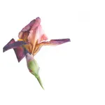 Fiona Strickland, Open Absalon (Tulipa ‘Absalon’)