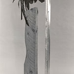 Shaman's Dream, 1984