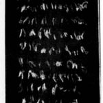 Judit Reigl, Déroulement, 1977