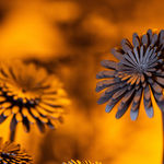 Esmaa Mohamoud, Glorious Bones 13, 2018