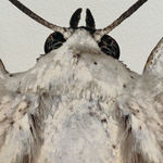 Joseph Scheer, Pericallia matronula male, 2015