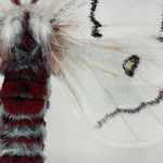 Joseph Scheer, Pericallia matronula male, 2015