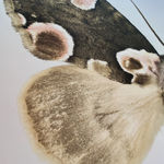 Joseph Scheer, Pericallia matronula male, 2015