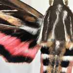 Joseph Scheer, Pericallia matronula male, 2015