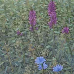 Thomas Sarrantonio, Performance, 2015