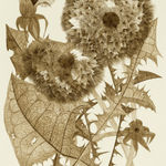 Margot Glass, Two Dandelions 2, 2019