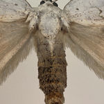 Joseph Scheer, Pericallia matronula male, 2015