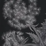 Margot Glass, Two Dandelions, 2019