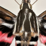 Joseph Scheer, Pericallia matronula male, 2015