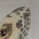 Joseph Scheer, Pericallia matronula male, 2015