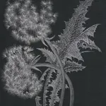 Margot Glass, Two Dandelions, 2019