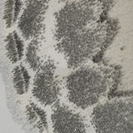 Joseph Scheer, Pericallia matronula male, 2015