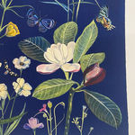 Julia Whitney Barnes, Cyanotype Print (Poppies, Petunia, Fern), 2021