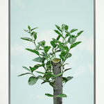 Paul Nugent, The Medium, 2013