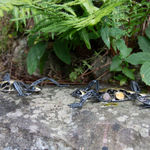 Helen Denerley, Spider, 2023