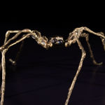 Helen Denerley, Wee Spider, 2024
