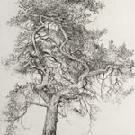 Ian Westacott | tree house pine