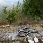 Helen Denerley, Spider, 2023