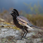 Helen Denerley, Spider, 2023