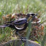 Helen Denerley, Spider, 2023