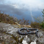 Helen Denerley snake