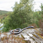 Helen Denerley, Spider, 2023