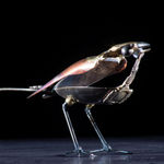 Lincoln Catherdral Imp BIrd