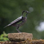 Helen Denerley starling