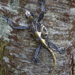 Helen Denerley, Spider, 2023