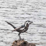 Helen Denerley, Spider, 2023