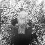 Robert Zhao Renhui, An Eagle Returns, Day 322, 2020