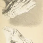 Jacques-Laurent Agasse, a detailed anatomical drawing of hands by Jacques-Laurent Agasse, showcasing intricate muscle and bone structure.