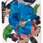 Sarah Graham, Helleborus orientalis I, 2019