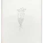 Michael Landy, Hairy Bittercress, 2024