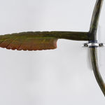 Shana Hoehn, Homecoming, 2022