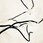 00047 Papilionanthe Miss Joaquim (Vanda Miss Joaquim), 2018