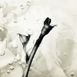 Teeterneeg, Papilionanthe Miss Joaquim (Vanda Miss Joaquim)