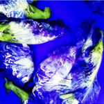 00054 Blue Pea Flower (Clitoria ternatea), 2020