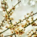 Terminalia muelleri (Australian Almond Flower), 2020