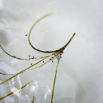 Papaver rhoeas (Red Poppy), 2020