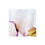 Papilionanthe Miss Joaquim (Vanda Miss Joaquim), 2018