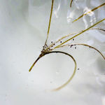 Papaver rhoeas (Red Poppy), 2020