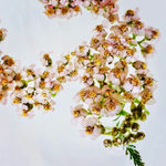 Papaver rhoeas (Red Poppy), 2020