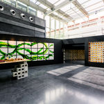 00026 Psophocarpus tetragonolobus (Green Winged Bean), 2020