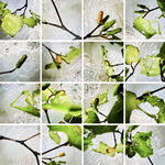 Piper excelsum (Kawakawa), 2020