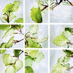 Karamū (Coprosma robusta) , 2020