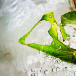 Piper excelsum (Kawakawa), 2020