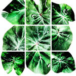 00058 Colocasia esculenta (Taro)