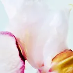 Papilionanthe Miss Joaquim (Vanda Miss Joaquim), 2018