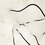 00047 Papilionanthe Miss Joaquim (Vanda Miss Joaquim)